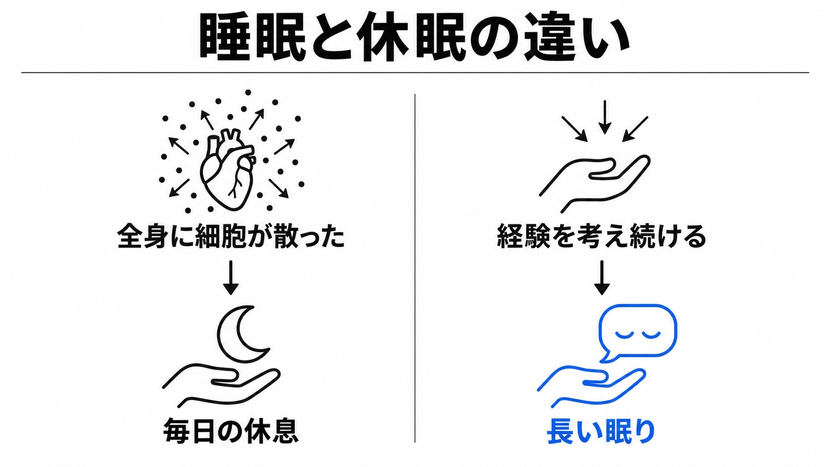 毎日の休息と長い眠りの理由
